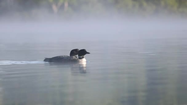 Видеоклип Common Loon Maine — стоковое видео