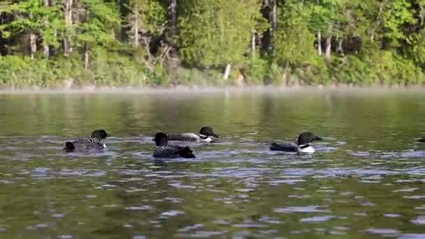 Видеоклип Common Loon Maine — стоковое видео