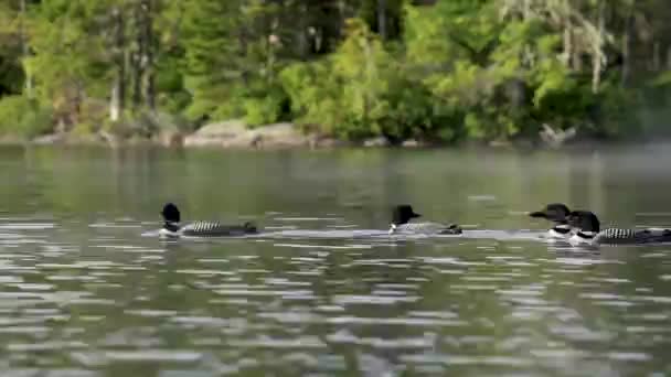 Видеоклип Common Loon Maine — стоковое видео