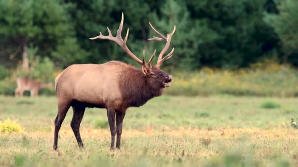 Bull Elk Відео Кліп Під Час Rut — стокове відео