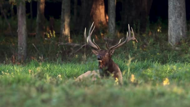 Bull Elk Βίντεο Κλιπ Κατά Διάρκεια Του Rut — Αρχείο Βίντεο