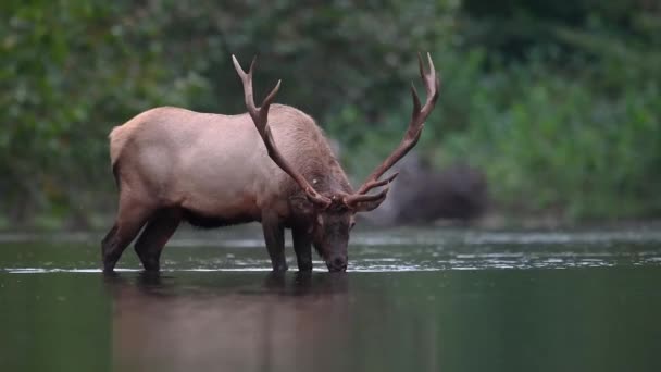 Bull Losí Video Klip Během Rut — Stock video