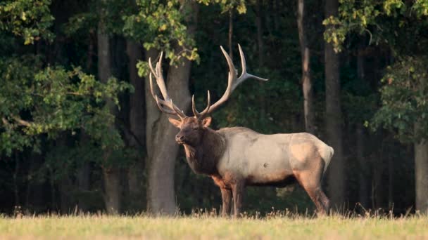 Bull Elk โอคล ปในระหว Rut — วีดีโอสต็อก