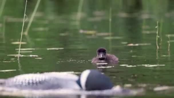 Clip Vidéo Huard Commun Dans Maine — Video