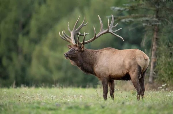 Bull Elk Κατά Διάρκεια Του Rut — Φωτογραφία Αρχείου