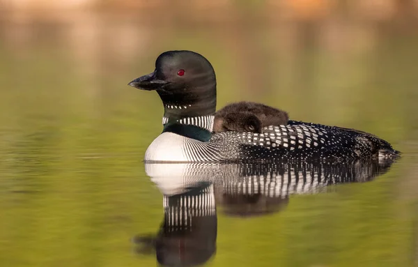 Common Loon Lake Maine — Stock Photo, Image