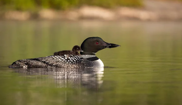 Common Loon Lake Maine Royalty Free Stock Photos