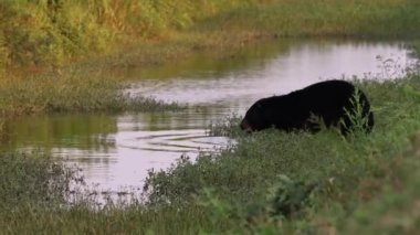 Kuzey Carolina 'da Black Bear Video Klibi