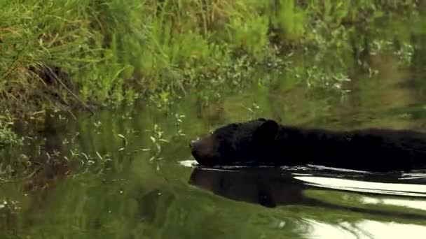 Відеокліп Чорним Ведмедем Північній Кароліні — стокове відео