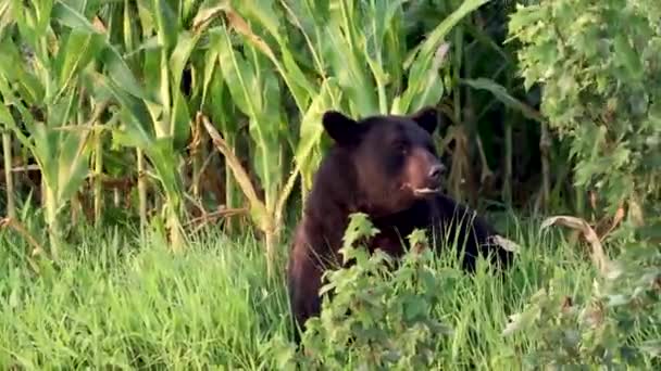 Svart Björn Video Clip North Carolina — Stockvideo