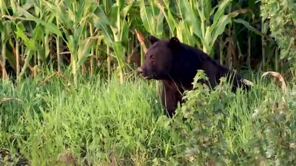 ノースカロライナ州の黒いクマのビデオクリップ — ストック動画