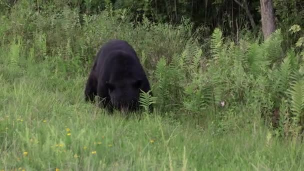 Видеоклип Черного Медведя Северной Каролине — стоковое видео