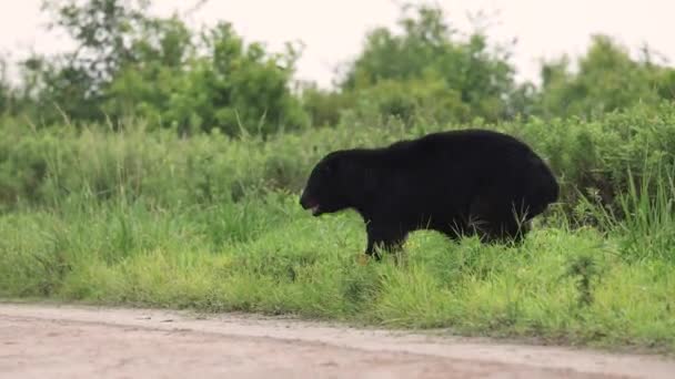 Svart Björn Video Clip North Carolina — Stockvideo