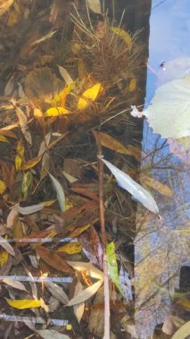 Gölde altın sonbahar, Ekim. Suyun altında renkli yapraklar, sonbahar gölü üzerinde eğilen ağaçlar, güneşli.