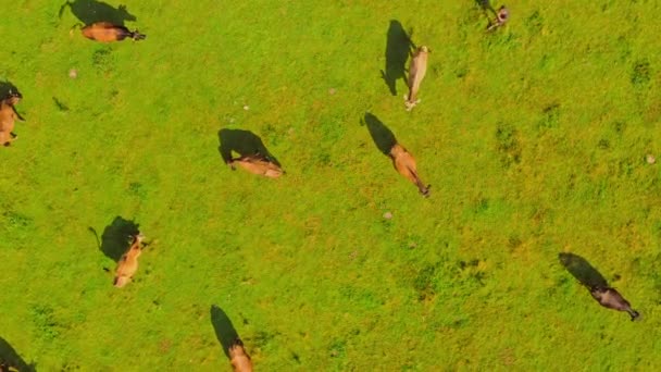 Drohne fliegt über Kühe auf Weide — Stockvideo