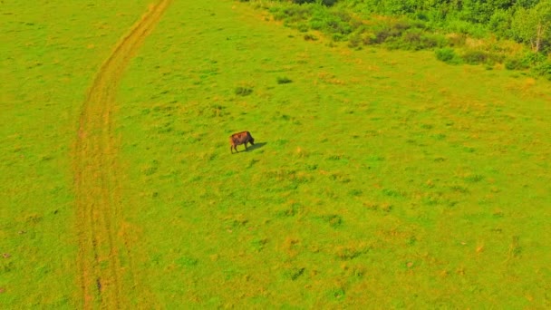 Αεροφωτογραφία αγελάδας σε χορτολιβαδικές εκτάσεις — Αρχείο Βίντεο