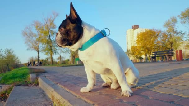 Friendly dog posing outdoors in fall — Stock Video