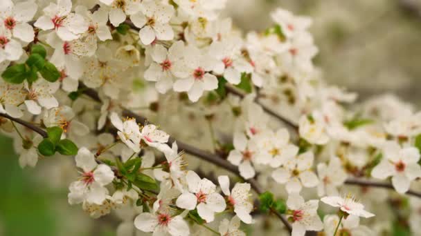 Flores de árvore em flor — Vídeo de Stock