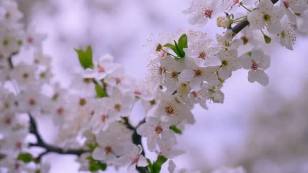 Baumblüten stehen bevor — Stockvideo