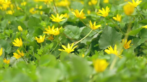 Detalles flores silvestres en primavera — Vídeo de stock