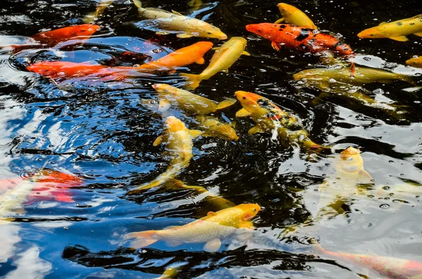 Viele farbige Koi-Karpfen — Stockfoto