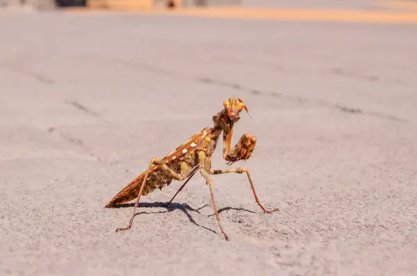 Insecto Mantis Religiosa —  Fotos de Stock