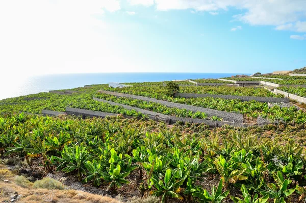 Campo di piantagione di banane — Foto Stock