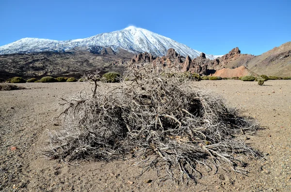 Ökenlandskap i Volcan Teide nationalpark — Stockfoto