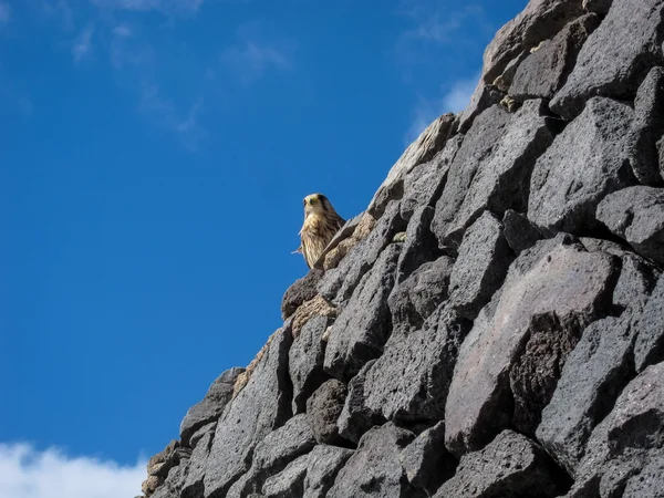 Common Kestrel Hawk pták — Stock fotografie