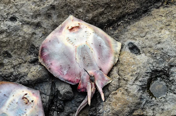 Peixe Stingray morto — Fotografia de Stock
