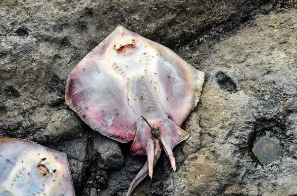 Dead Stingray Fish — Stock Photo, Image