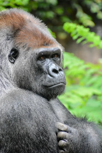 Stark vuxen svart gorilla — Stockfoto