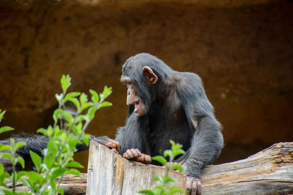 Mammifère chimpanzé noir singe — Photo