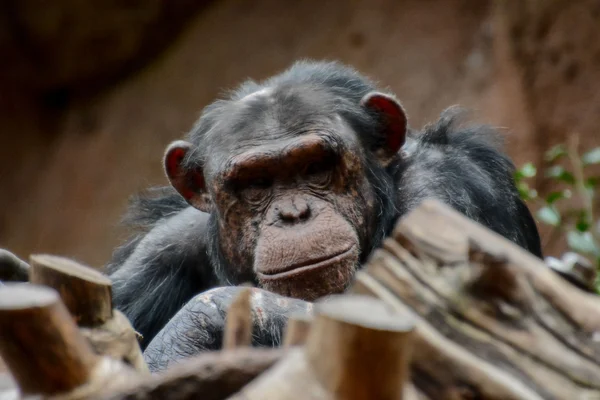 Chimpanzé preto mamífero macaco — Fotografia de Stock