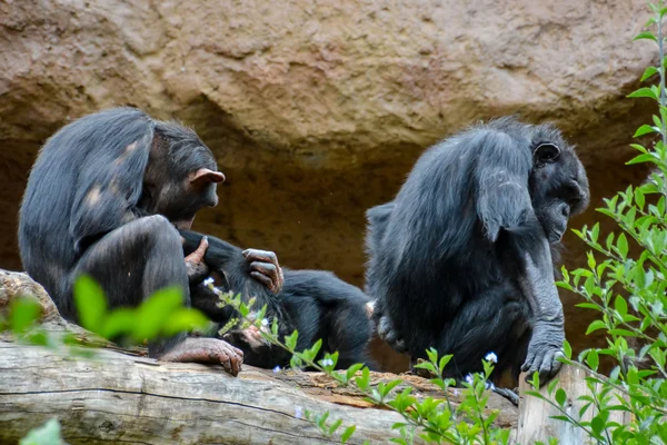 Siyah şempanze memeli maymun — Stok fotoğraf