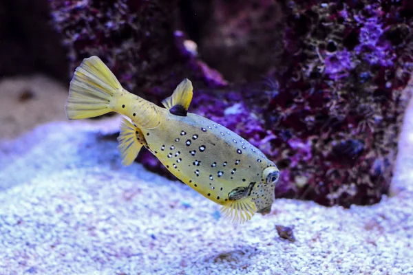 Peixe no aquário — Fotografia de Stock