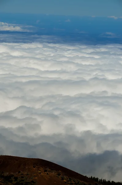 Nubes altas sobre árboles de conos de pino Bosque — Foto de Stock