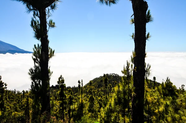 Bosque de madera de pino muy alto —  Fotos de Stock