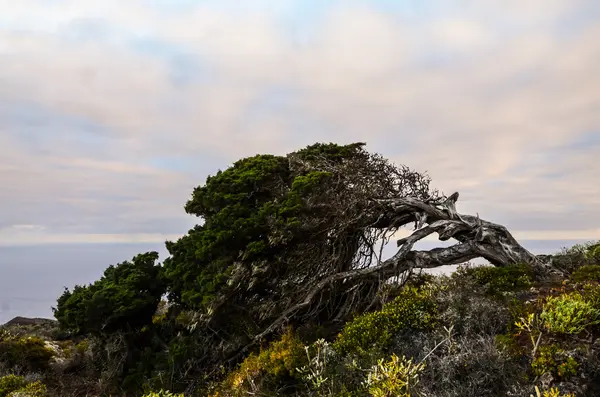 Rüzgâr Tarafından şekillendirilmiş Ardıç Ağacı — Stok fotoğraf