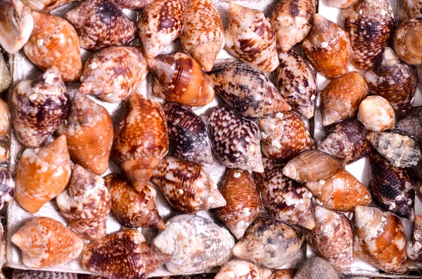 Background of sea shells — Stock Photo, Image