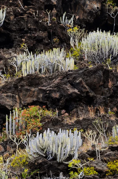 Cactus sur la montagne volcanique basaltique — Photo