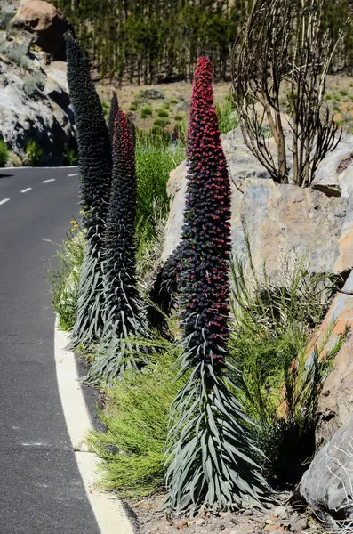 Tajinaste Flower of Tenerife Island — Stock Photo, Image