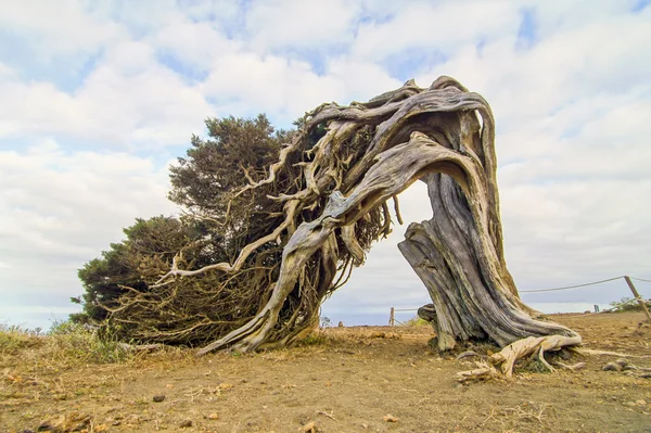 Gnarled Juniper Tree Shaped By The Wind — Stock Photo, Image