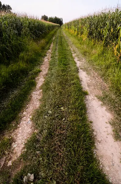 Campagna Strada sporca — Foto Stock