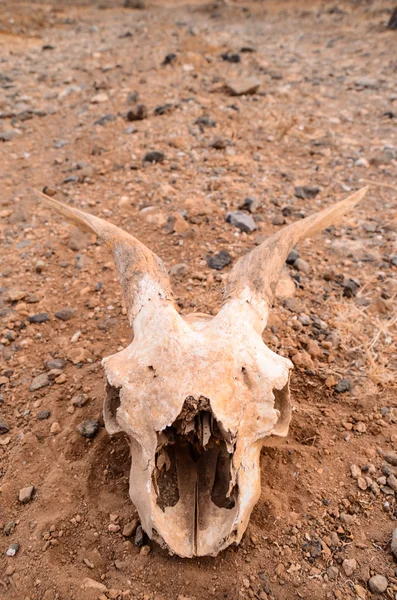 Caveira de cabra seca — Fotografia de Stock