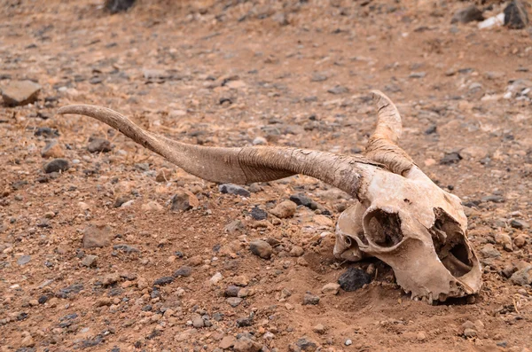 Ziegenschädel — Stockfoto