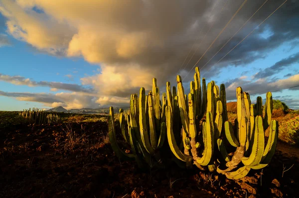 Calm Cactus Desert Sunset — Stock Photo, Image