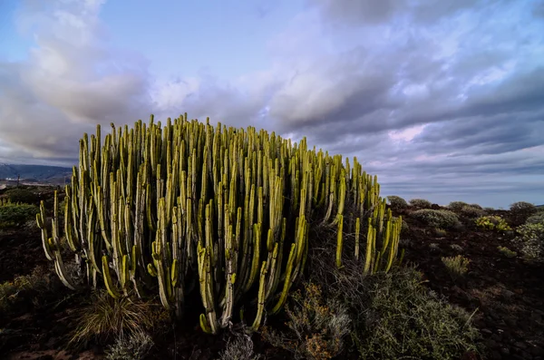 Kalme cactus woestijn zonsondergang — Stockfoto