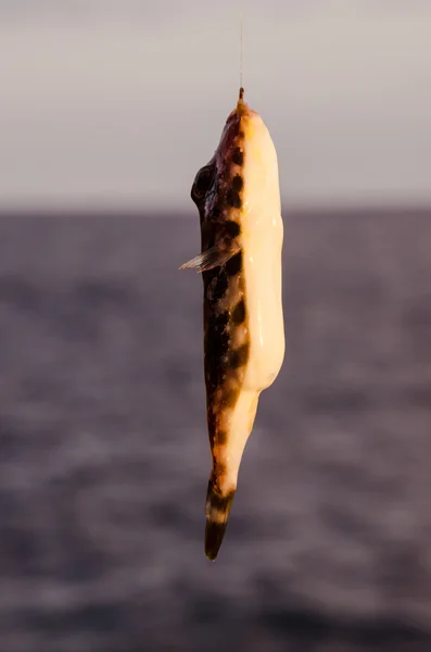 Un pesce di mare agganciato — Foto Stock