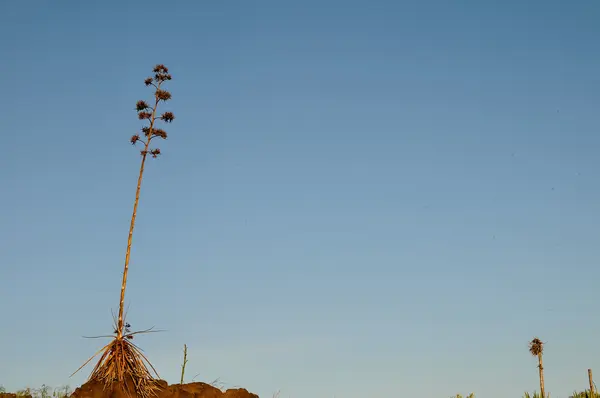 Green Agave Flowers — Stock Photo, Image